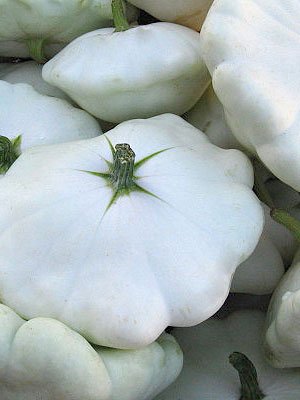 White bush scallop  Patty pan 10 seeds